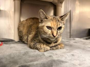 Domestic Short Hair Cats Available for Adoption in Saint Charles, Missouri - Queen Of The Night | PetCurious
