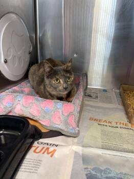 Domestic Short Hair Cats Available for Adoption - Caramel | PetCurious