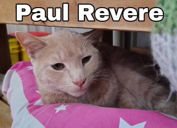 Paul Revere -  Domestic Medium Hair Cat for Adoption in Ontonagon, Michigan - Paul Revere | PetCurious