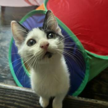 Esther(Fka Pippen) -  Domestic Short Hair Cat for Adoption in Cumming, Georgia - Esther(Fka Pippen) | PetCurious
