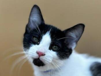 Hay Bale -  Domestic Short Hair Cat for Adoption in Portland, Oregon - Hay Bale | PetCurious