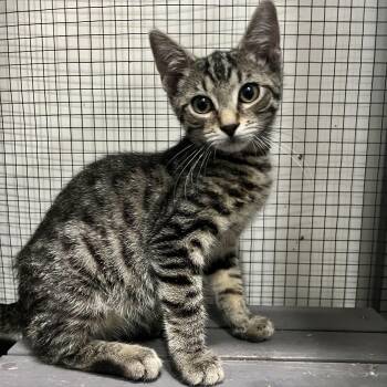 Kevin -  Domestic Short Hair Cat for Adoption in Richmond, Virginia - Kevin | PetCurious