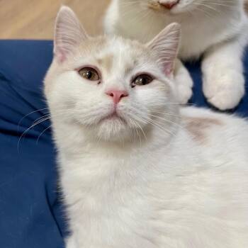 Sitar -  Persian and Domestic Short Hair Cat for Adoption in Richmond, Virginia - Sitar | PetCurious