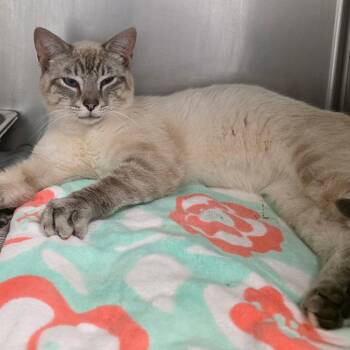 Siamese and Domestic Short Hair Cats Available for Adoption in Richmond, Virginia - Roland | PetCurious