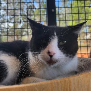 Domestic Short Hair Cats Available for Adoption in Salt Lake City, Utah - Barnacle | PetCurious