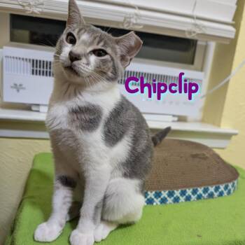 ChipClip CP -  Domestic Short Hair Cat for Adoption in Dallas, Texas - ChipClip CP | PetCurious