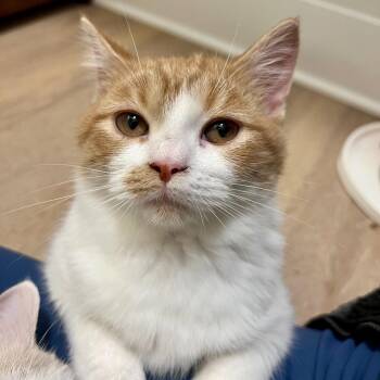 Taj -  Persian and Domestic Short Hair Cat for Adoption in Richmond, Virginia - Taj | PetCurious