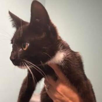 Dudley -  Domestic Short Hair Cat for Adoption in Nashville, Tennessee - Dudley | PetCurious