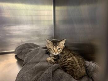 CRUST -  Domestic Short Hair Cat for Adoption in Grand Prairie, Texas - CRUST | PetCurious