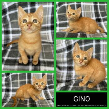 Gino -  Domestic Short Hair Cat for Adoption in Corpus Christi, Texas - Gino | PetCurious