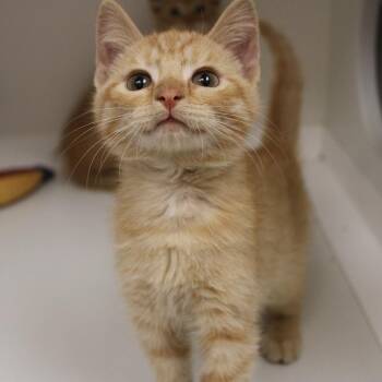 Rowan -  Domestic Short Hair Cat for Adoption in Champaign, Illinois - Rowan | PetCurious