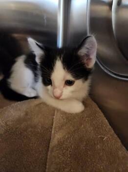 Domestic Short Hair Cats Available for Adoption in Sacramento, California - SCOTTIE | PetCurious
