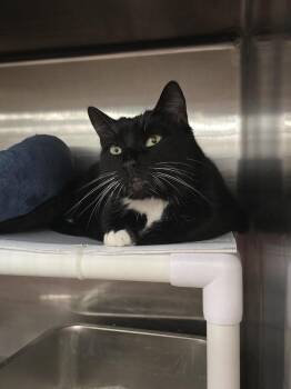 Domestic Short Hair Cats Available for Adoption in Franklin Township, New Jersey - Eddie | PetCurious