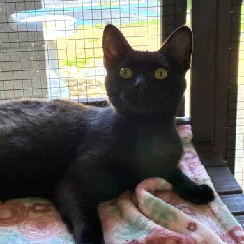 Holliday -  Domestic Short Hair Cat for Adoption in Brownsboro, Alabama - Holliday | PetCurious
