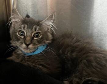 Tofu -  Domestic Short Hair Cat for Adoption in Logan, Utah - Tofu | PetCurious