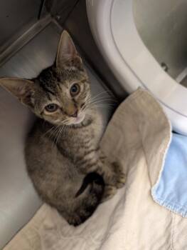 Gwaine -  Domestic Short Hair Cat for Adoption in Plymouth, Connecticut - Gwaine | PetCurious