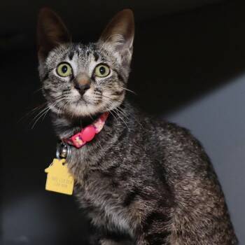 Natalia -  Domestic Short Hair Cat for Adoption in Port Washington, New York - Natalia | PetCurious