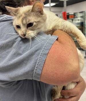 Dilute Calico Cats Available for Adoption in Vallejo, California - Rose 2 ( BC) | PetCurious