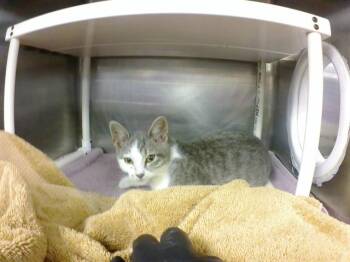 OPAL -  Domestic Short Hair Cat for Adoption in Omaha, Nebraska - OPAL | PetCurious