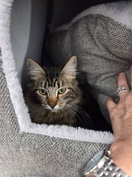 Rescue Domestic Short Hair Cats for Adoption in Brookings, Oregon - Maria | PetCurious