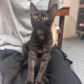 Lovelace 28627 -  Domestic Short Hair Cat for Adoption in Middleburg, Florida - Lovelace 28627 | PetCurious