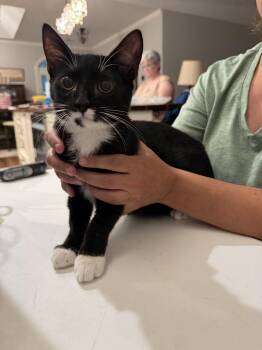 Pinecone (Available for pre-adoption) -  Domestic Short Hair Cat for Adoption in Camden, South Carolina - Pinecone (Available For Pre-adoption) | PetCurious