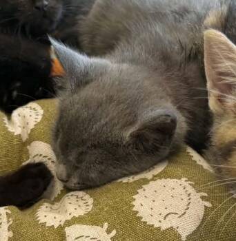 Cator -  Domestic Short Hair Cat for Adoption in Parma, Ohio - Cator | PetCurious