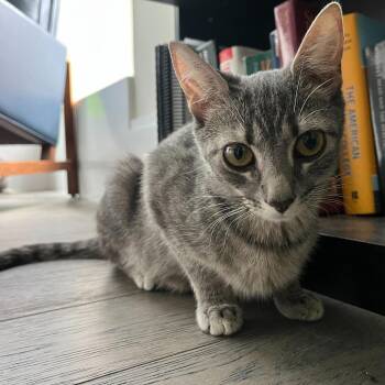 Petrova Line -  Domestic Short Hair Cat for Adoption in New York, New York - Petrova Line | PetCurious