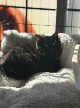 Cocoa -  Domestic Medium Hair Cat for Adoption in Cambridge, Ontario - Cocoa | PetCurious