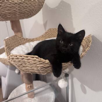 Bombay Cats Available for Adoption in San Diego, California - Charles | PetCurious