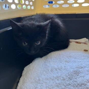 Noelle - Chow Hound Northland -  Domestic Short Hair Cat for Adoption in Grand Rapids, Michigan - Noelle - Chow Hound Northland | PetCurious