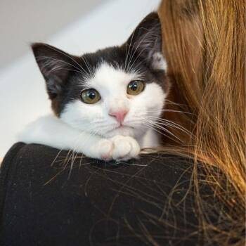 Bluebird -  Domestic Short Hair Cat for Adoption in Jackson, Wyoming - Bluebird | PetCurious