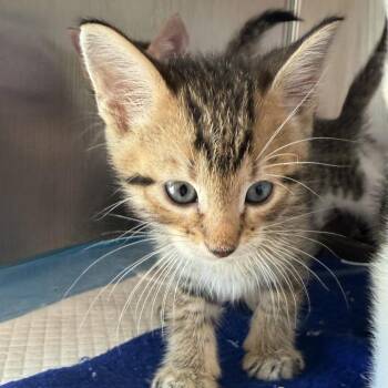 Harry -  Domestic Short Hair Cat for Adoption in Ponca City, Oklahoma - Harry | PetCurious