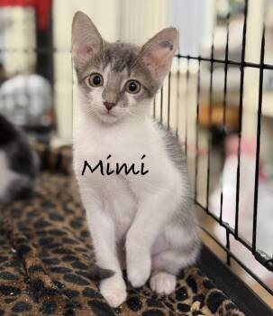 Mimi -  Domestic Short Hair Cat for Adoption in Pawleys Island, South Carolina - Mimi | PetCurious