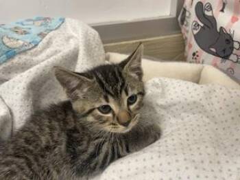 Mio -  Tabby Cat for Adoption in Parlier, California - Mio | PetCurious