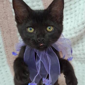 Zilla -  Domestic Short Hair and Bombay Cat for Adoption in Yorba Linda, California - Zilla | PetCurious