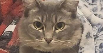 Clover -  Domestic Medium Hair Cat for Adoption in Stockton, California - Clover | PetCurious