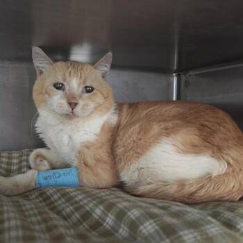 Chowder -  Domestic Short Hair Cat for Adoption in Bentonville, Arkansas - Chowder | PetCurious