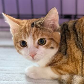 Rescue Domestic Short Hair Cats for Adoption in Redwood Valley, California - Speckle | PetCurious