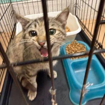 Domestic Short Hair Cats Available for Adoption - Catalina | PetCurious