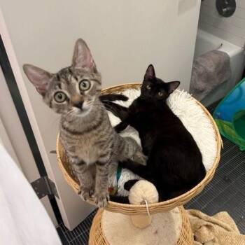 Goopy & Gwyneth -  Domestic Short Hair Cat for Adoption in New York, New York - Goopy & Gwyneth | PetCurious