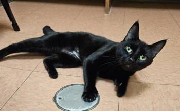 Domestic Short Hair Cats Available for Adoption - Alien | PetCurious