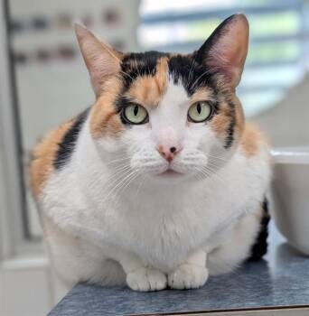 Domestic Short Hair Cats Available for Adoption in Canfield, Ohio - SYBIL | PetCurious