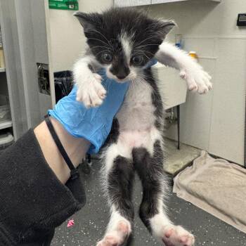 Bullseye -  Domestic Short Hair Cat for Adoption in Columbiana, Alabama - Bullseye | PetCurious