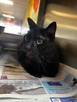 Domestic Medium Hair Cats Available for Adoption in Nacogdoches, Texas - Hershey | PetCurious