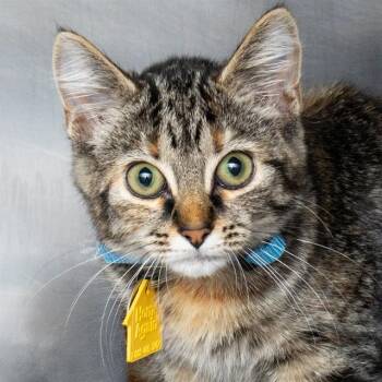 LAVA -  Domestic Short Hair Cat for Adoption in St. Louis, Missouri - LAVA | PetCurious