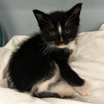 Dobby -  Domestic Short Hair Cat for Adoption in Chattanooga, Tennessee - Dobby | PetCurious
