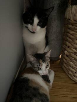 Serena -  Domestic Short Hair Cat for Adoption - Serena | PetCurious