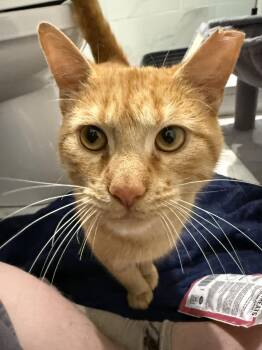 Sweden and Shrimp (bonded pair) -  Domestic Short Hair Cat for Adoption in Wheaton, Illinois - Sweden And Shrimp (bonded Pair) | PetCurious