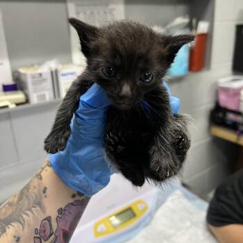 Jean -  Domestic Short Hair Cat for Adoption in Summerville, South Carolina - Jean | PetCurious